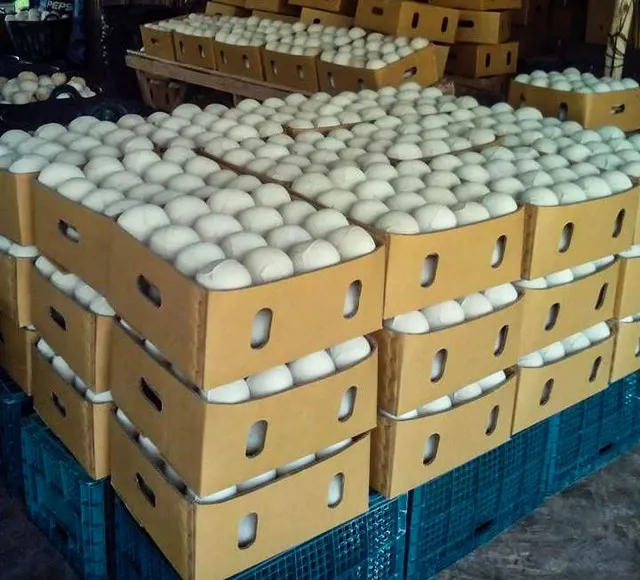 16 fruits per carton